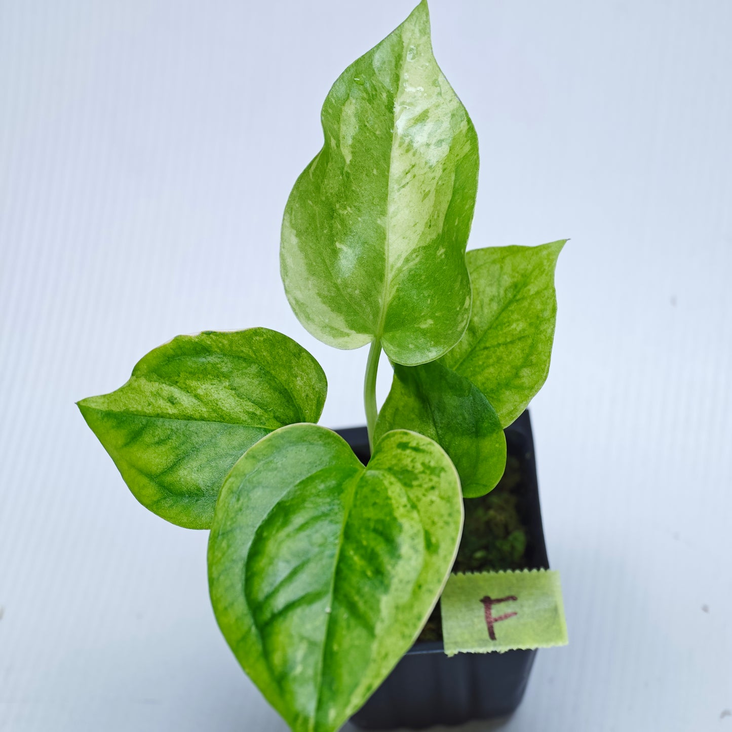 Anthurium Foliage Hybrid Green on Green Variegated