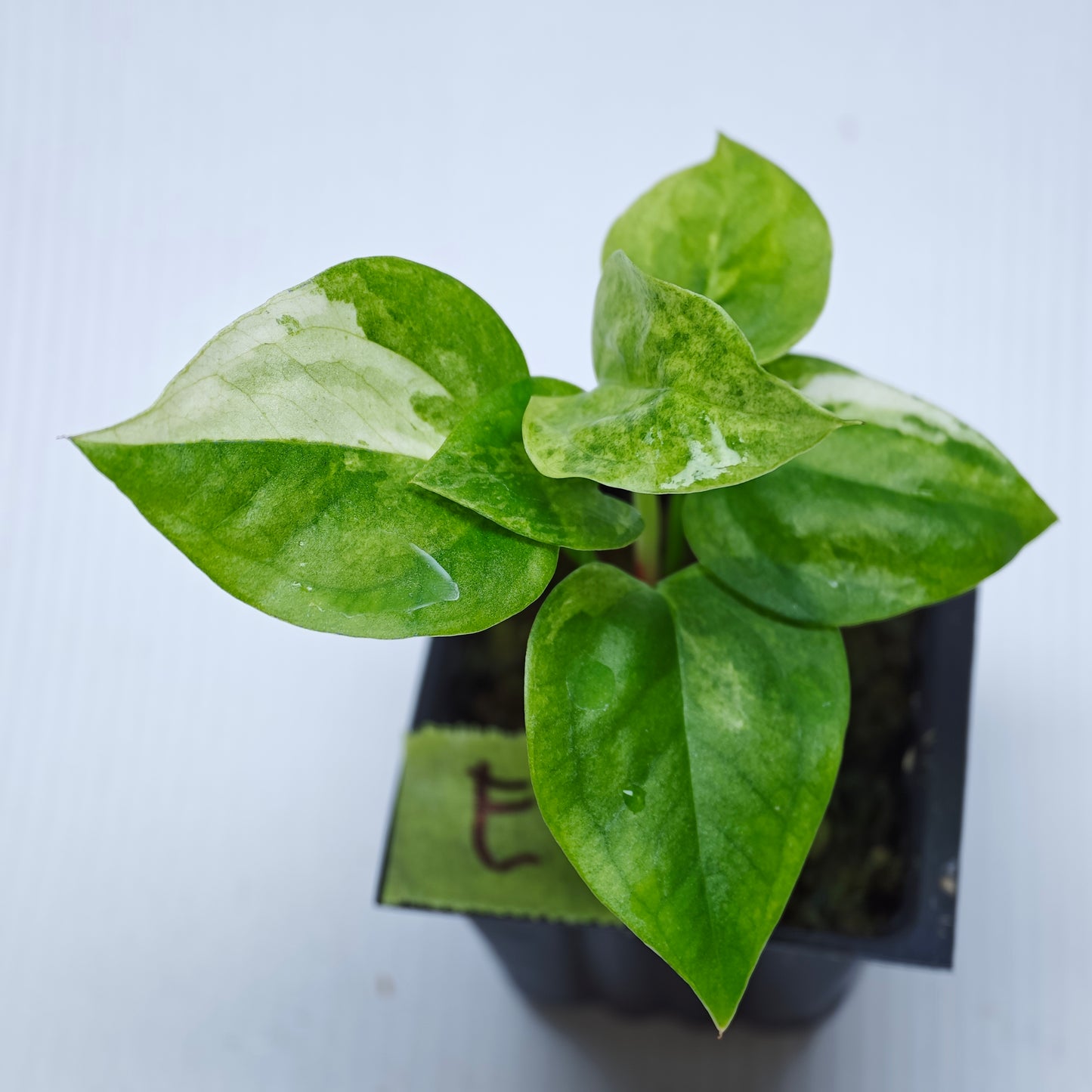Anthurium Foliage Hybrid Green on Green Variegated