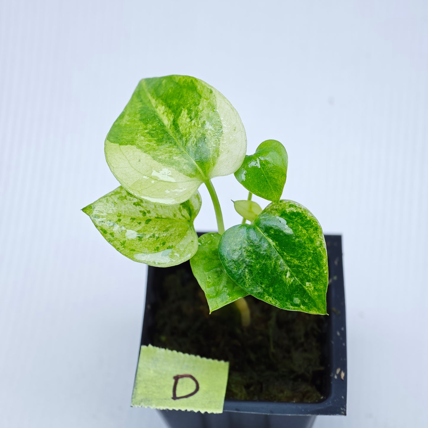 Anthurium Foliage Hybrid Green on Green Variegated