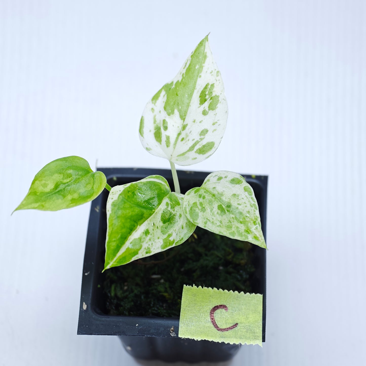 Anthurium Foliage Hybrid Green on Green Variegated
