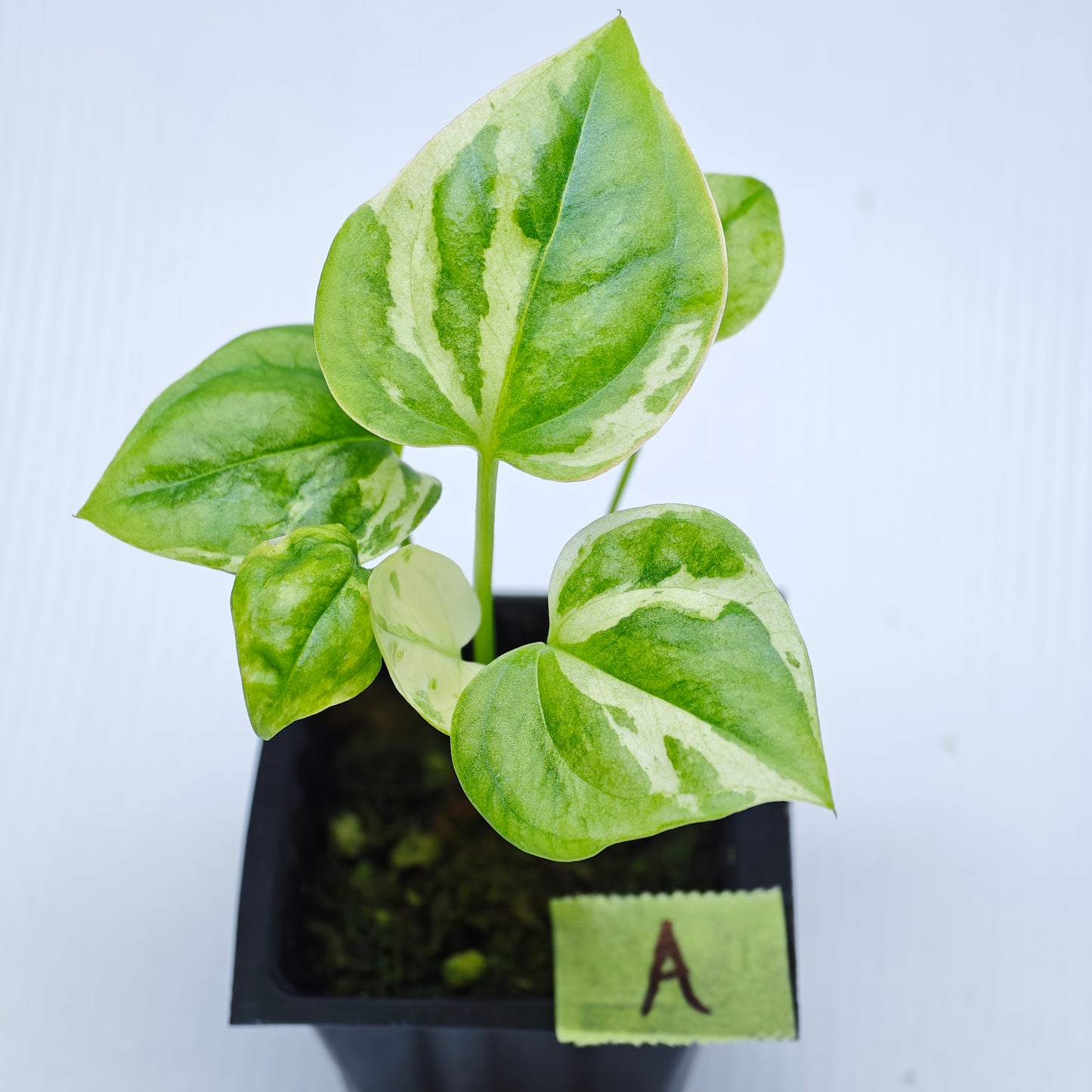 Anthurium Foliage Hybrid Green on Green Variegated