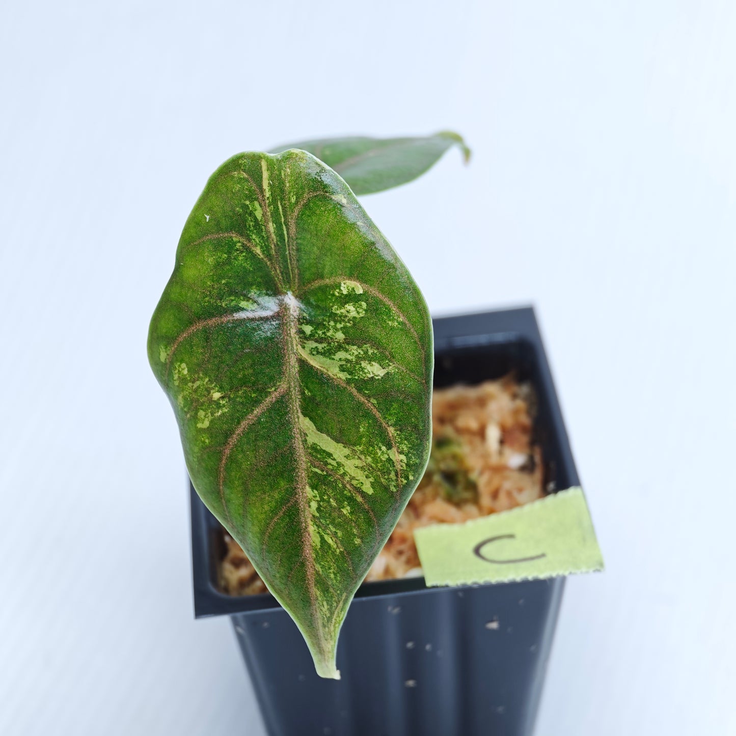 Alocasia azlanii Aurea Variegated