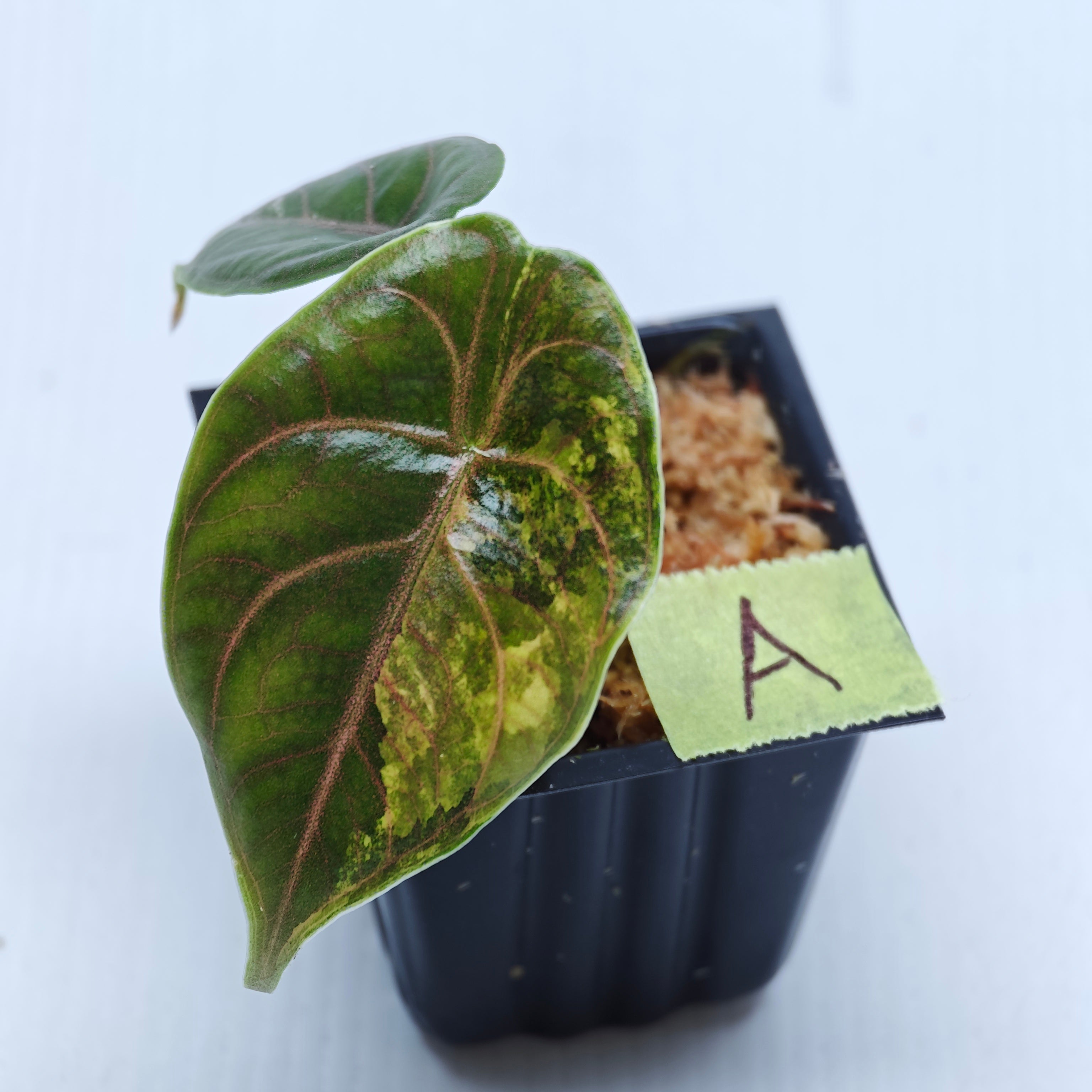 e*t様 1 Alocasia azlanii aurea Alocasia azlanii Aurea Variegated – Flora Magnifica Australia