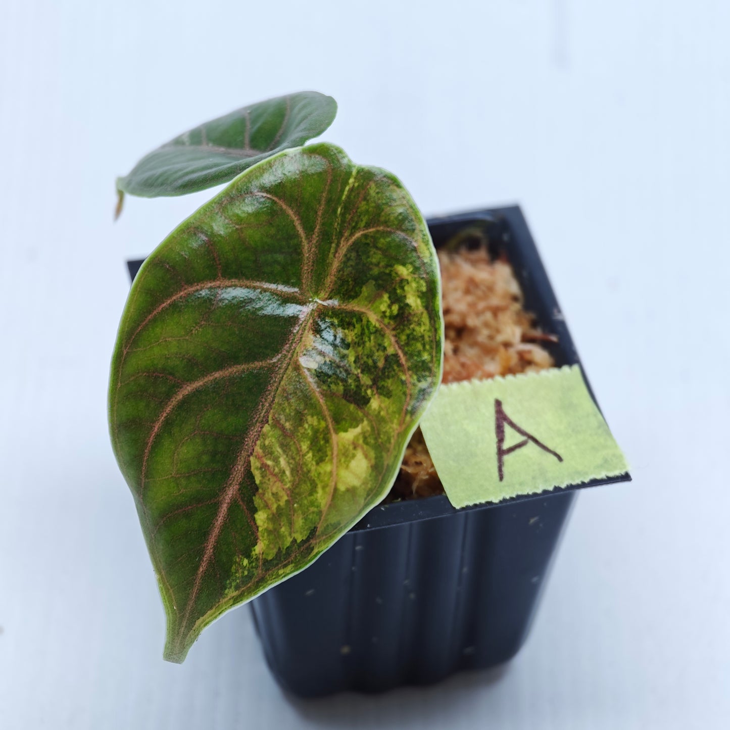 Alocasia azlanii Aurea Variegated