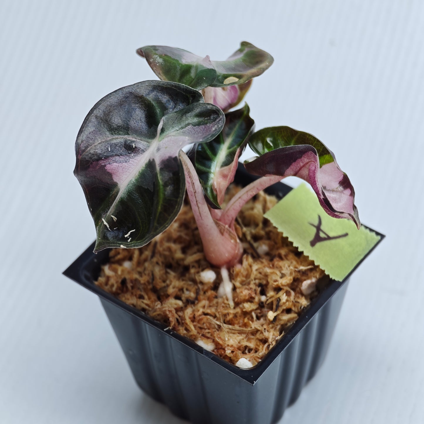 Alocasia Heart Balloon Pink Variegated