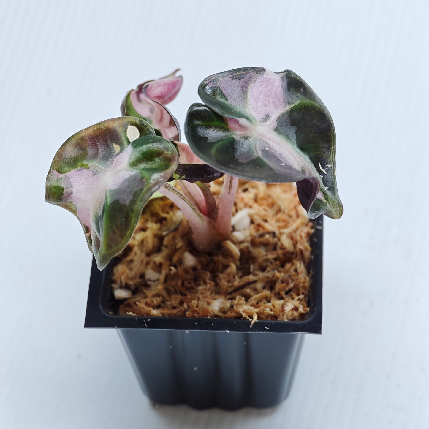 Alocasia Heart Balloon Pink Variegated