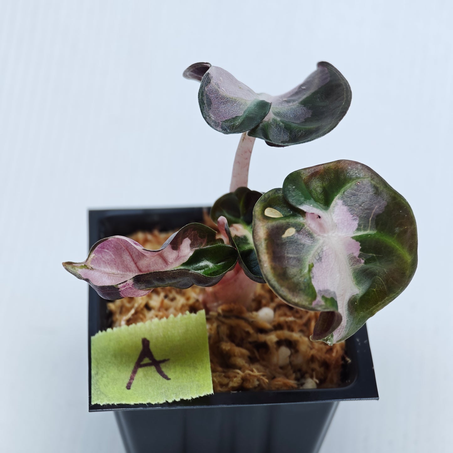Alocasia Heart Balloon Pink Variegated