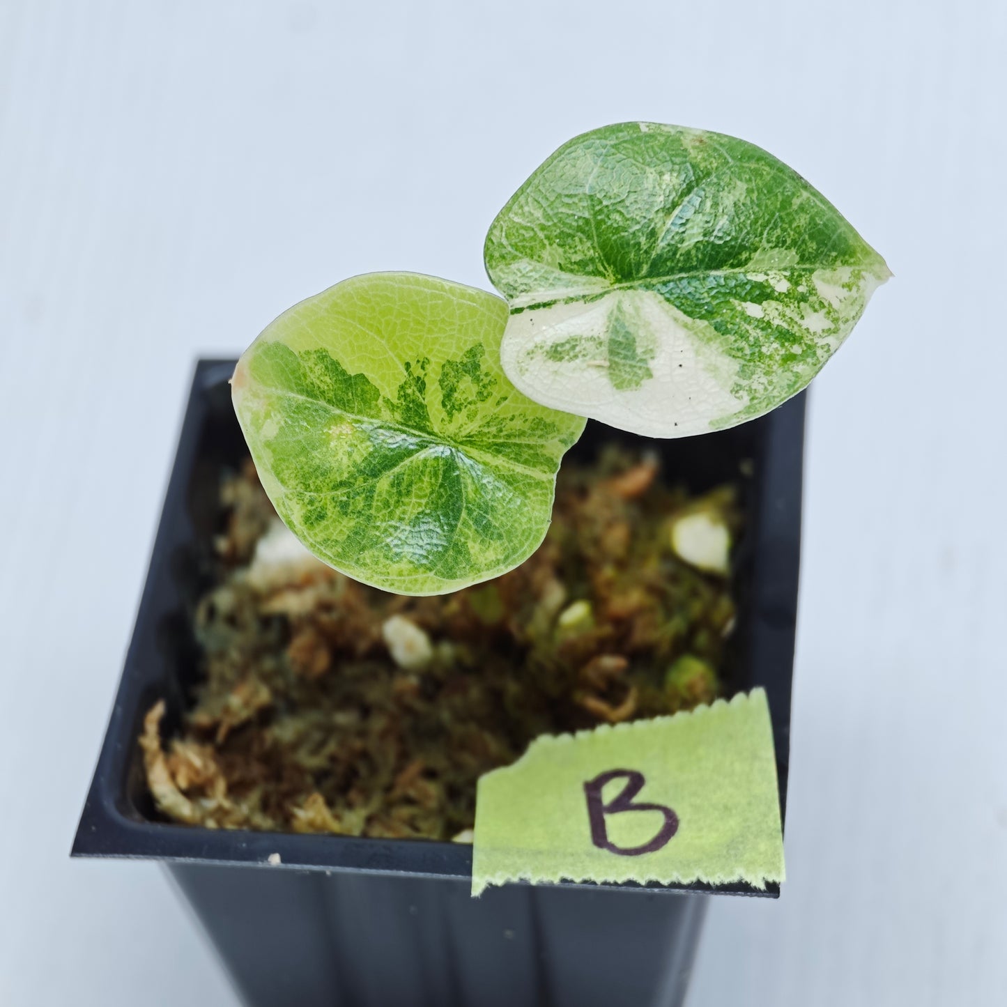 Alocasia melo Aurea variegated
