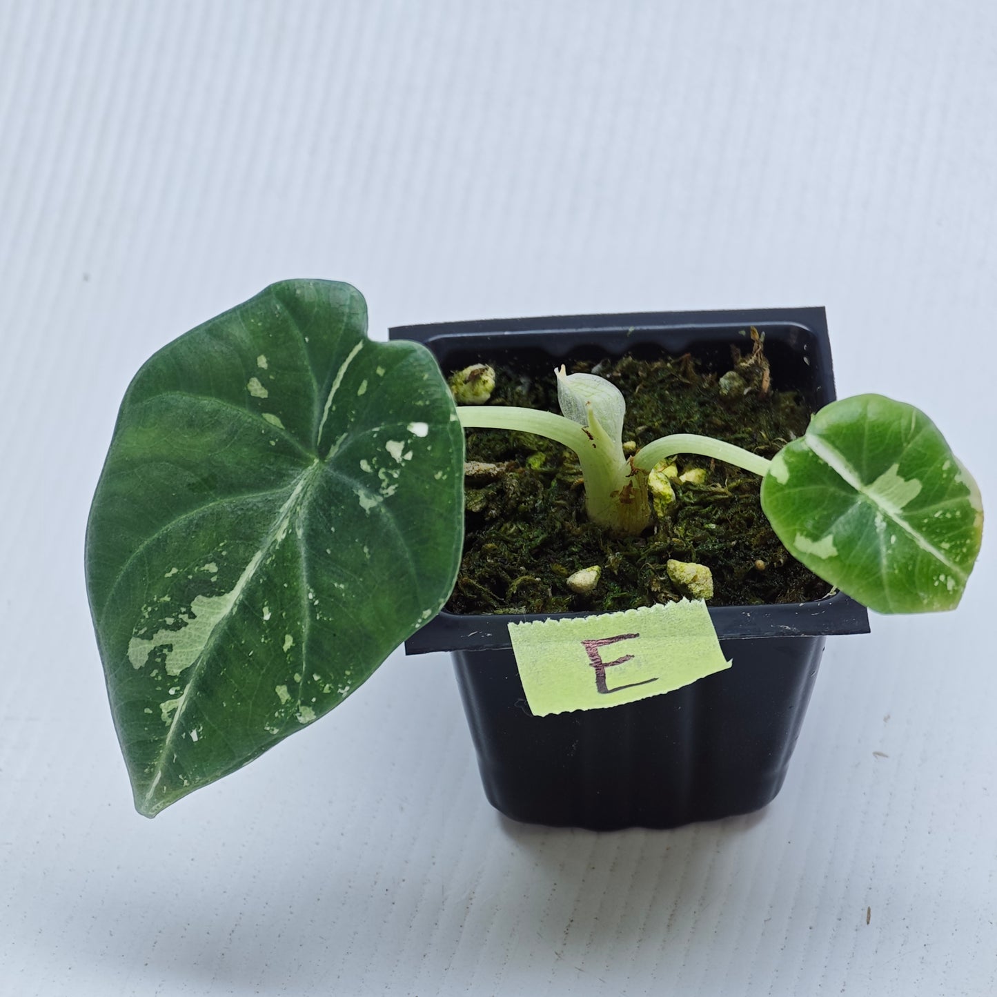 Alocasia Maharani Albo Variegated