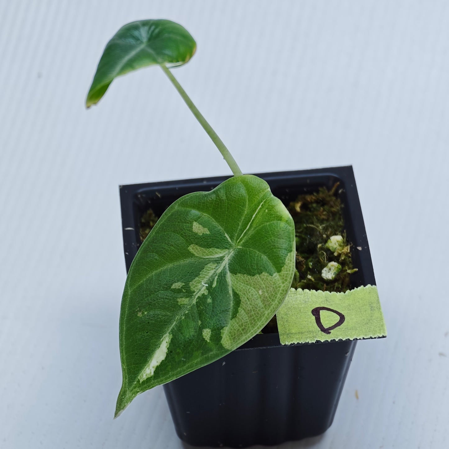 Alocasia Maharani Albo Variegated