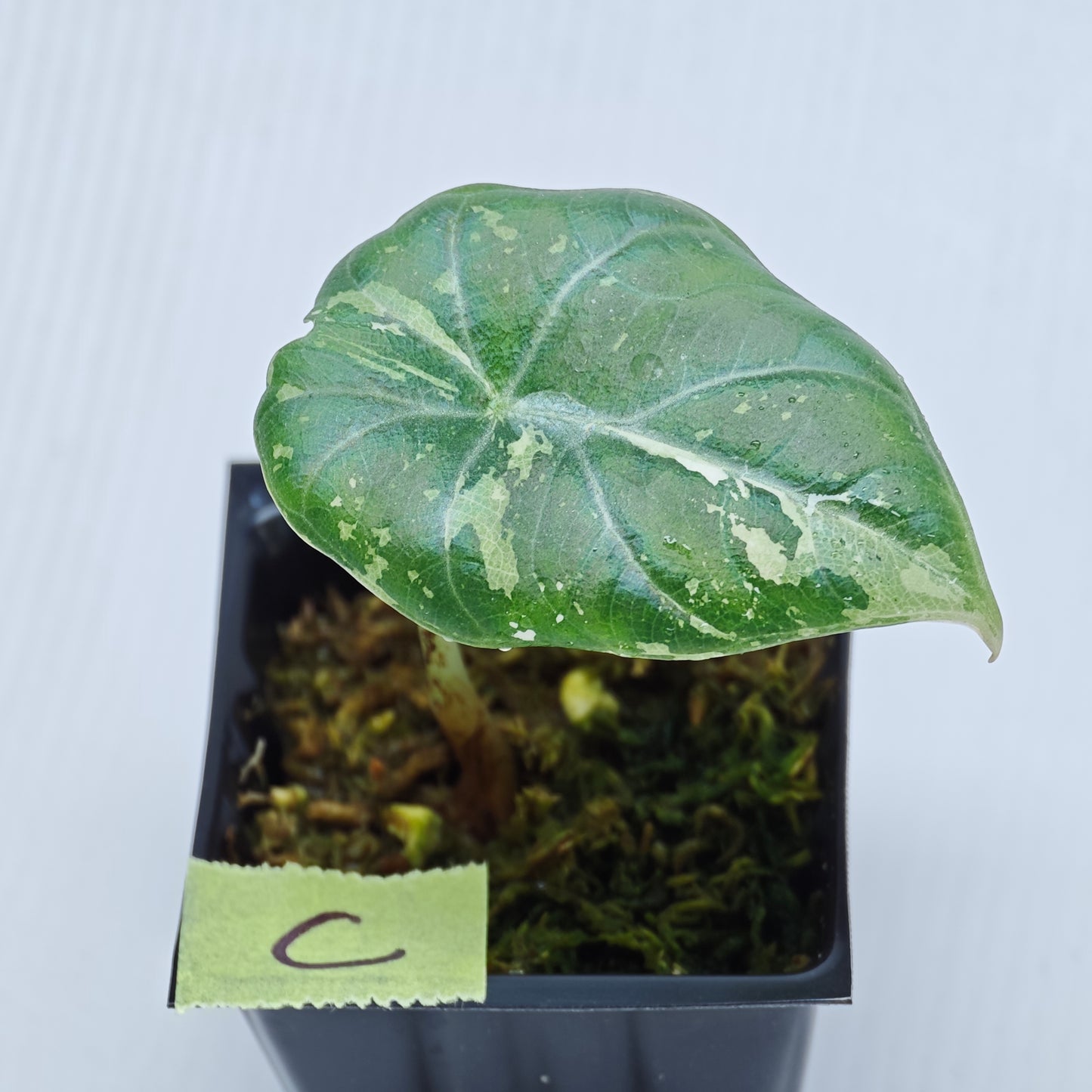 Alocasia Maharani Albo Variegated