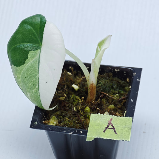 Alocasia Maharani Albo Variegated