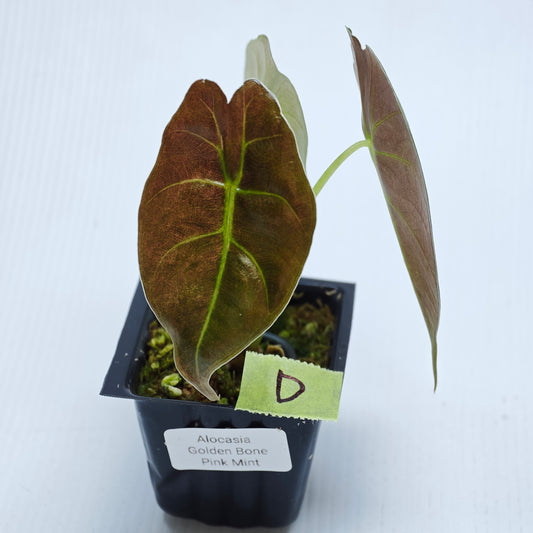 Alocasia Golden Bone Pink Mint