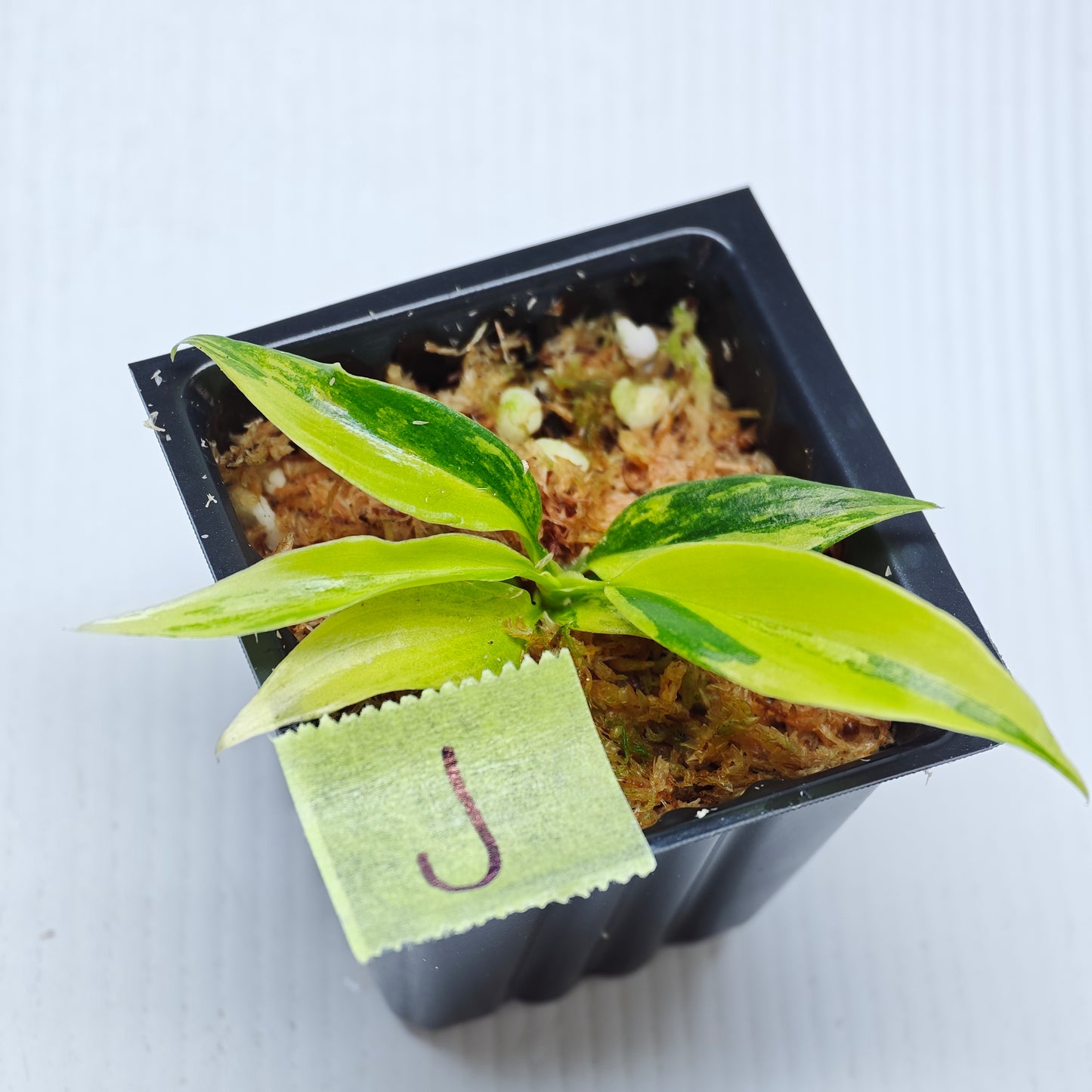 Philodendron Golden Dragon Aurea Variegated
