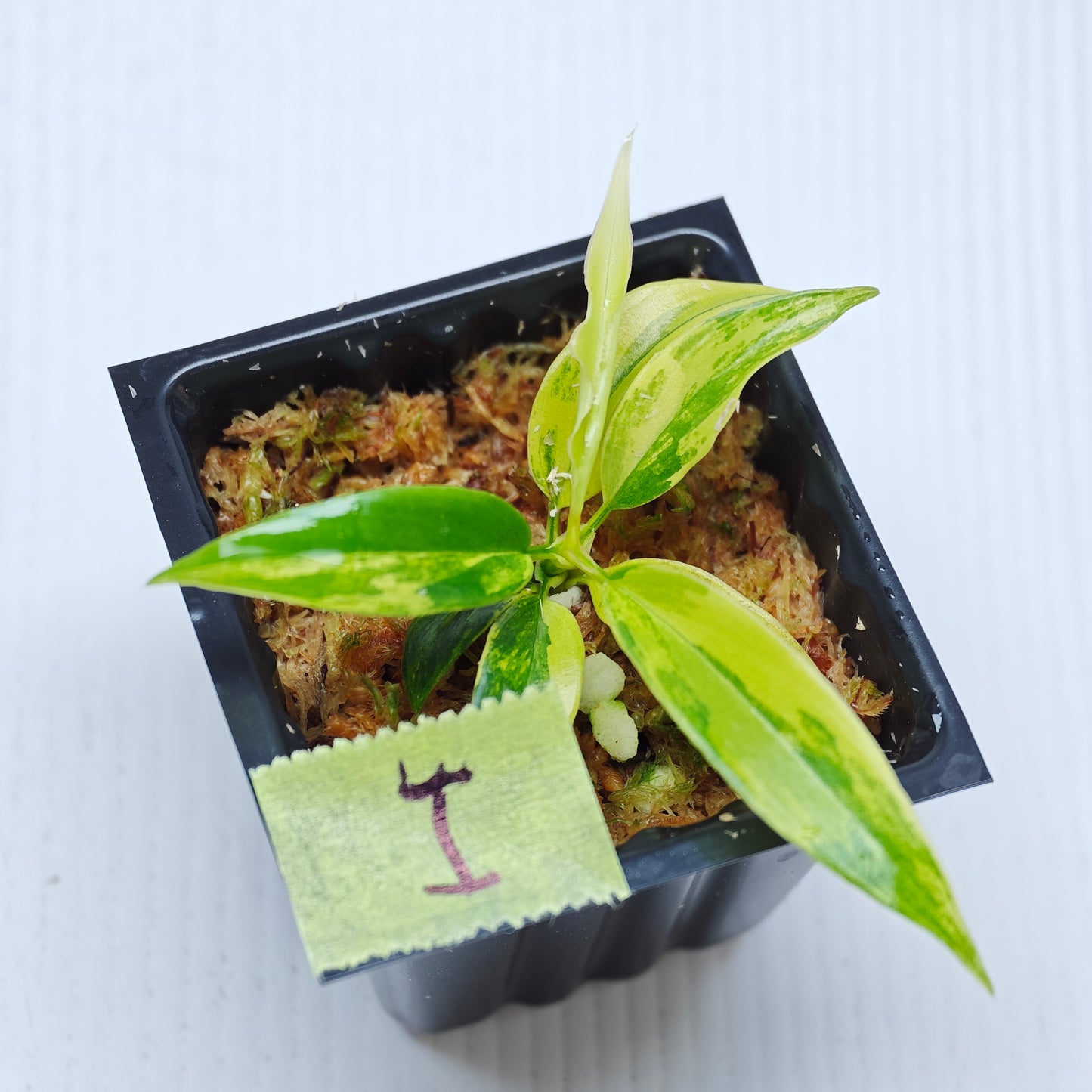 Philodendron Golden Dragon Aurea Variegated