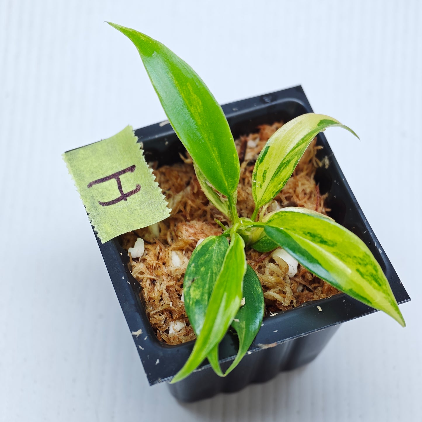 Philodendron Golden Dragon Aurea Variegated