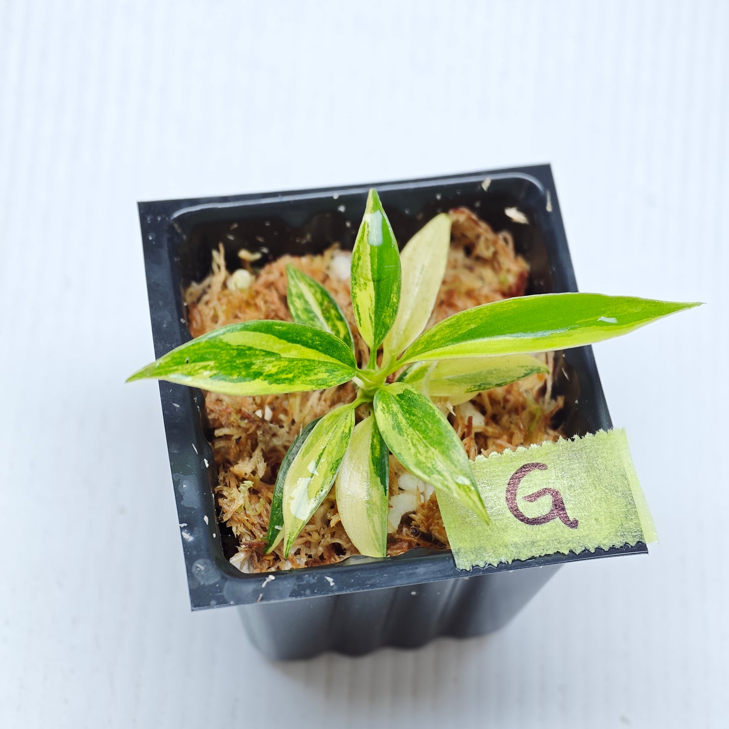 Philodendron Golden Dragon Aurea Variegated
