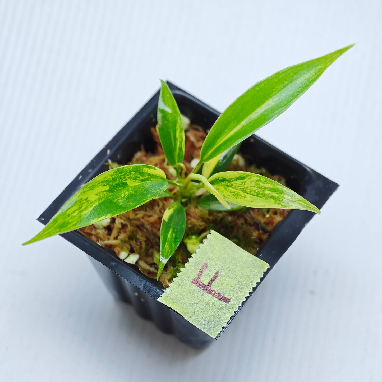 Philodendron Golden Dragon Aurea Variegated