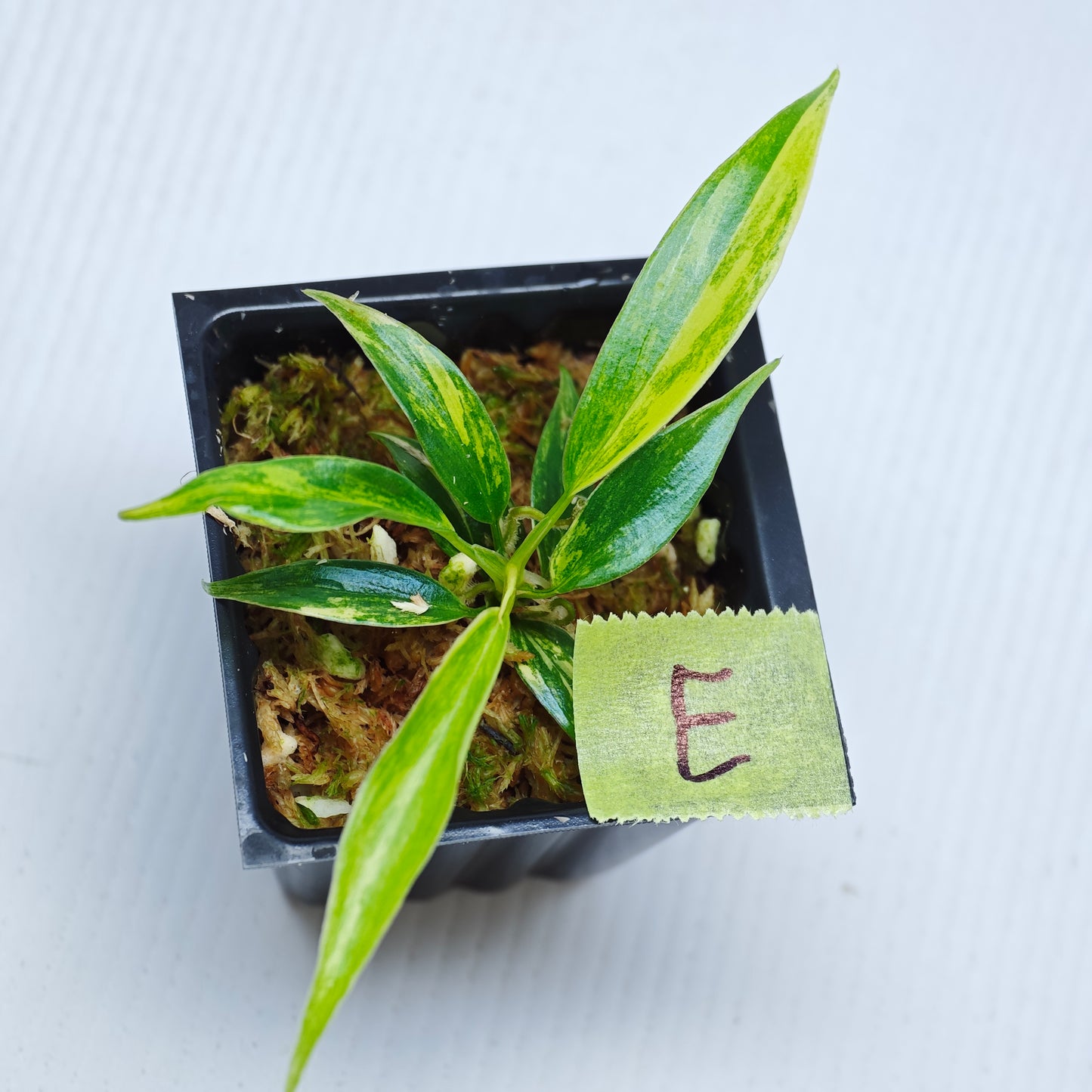 Philodendron Golden Dragon Aurea Variegated