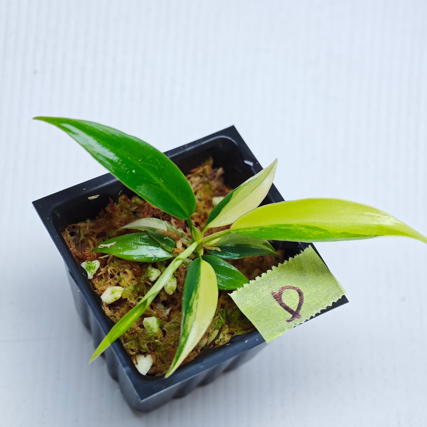 Philodendron Golden Dragon Aurea Variegated