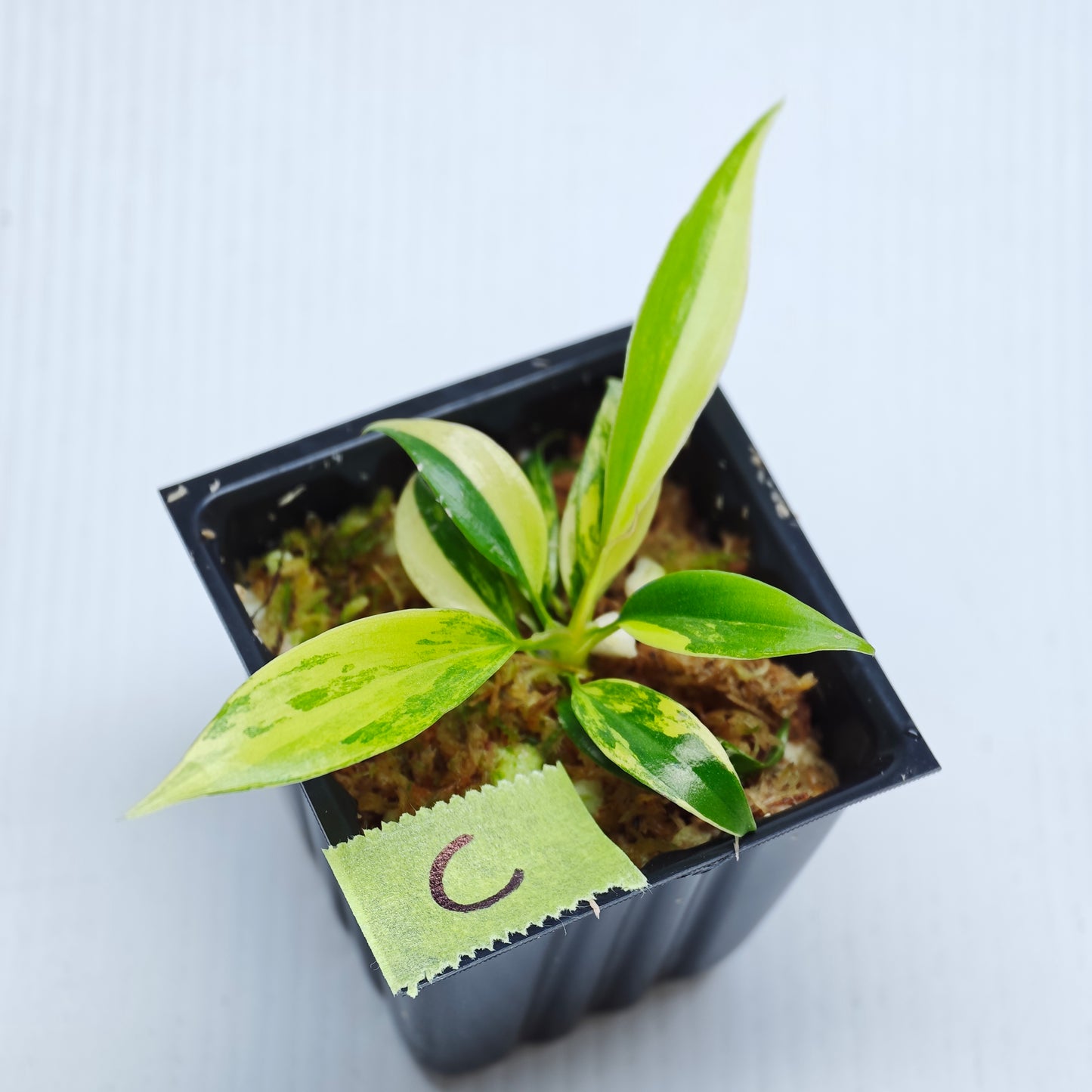 Philodendron Golden Dragon Aurea Variegated
