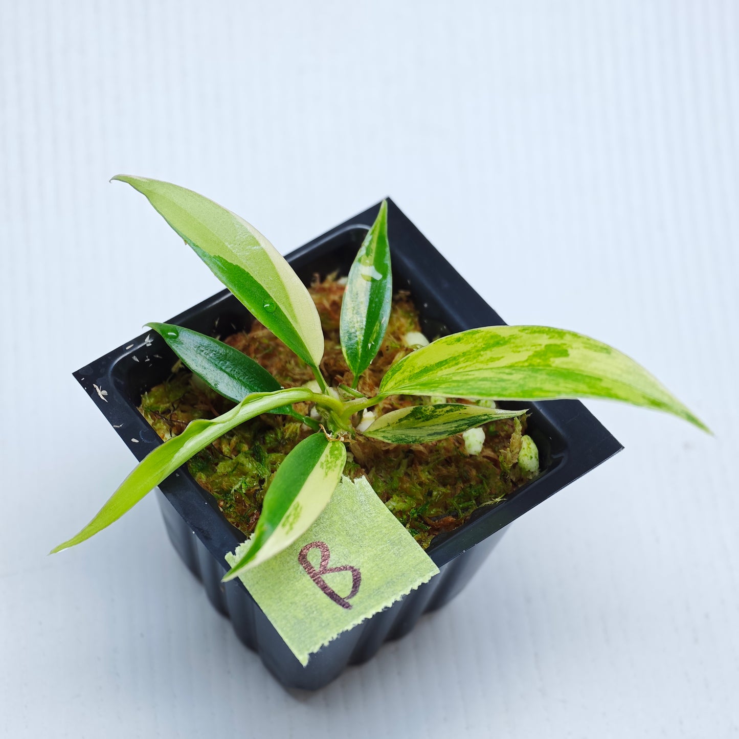 Philodendron Golden Dragon Aurea Variegated