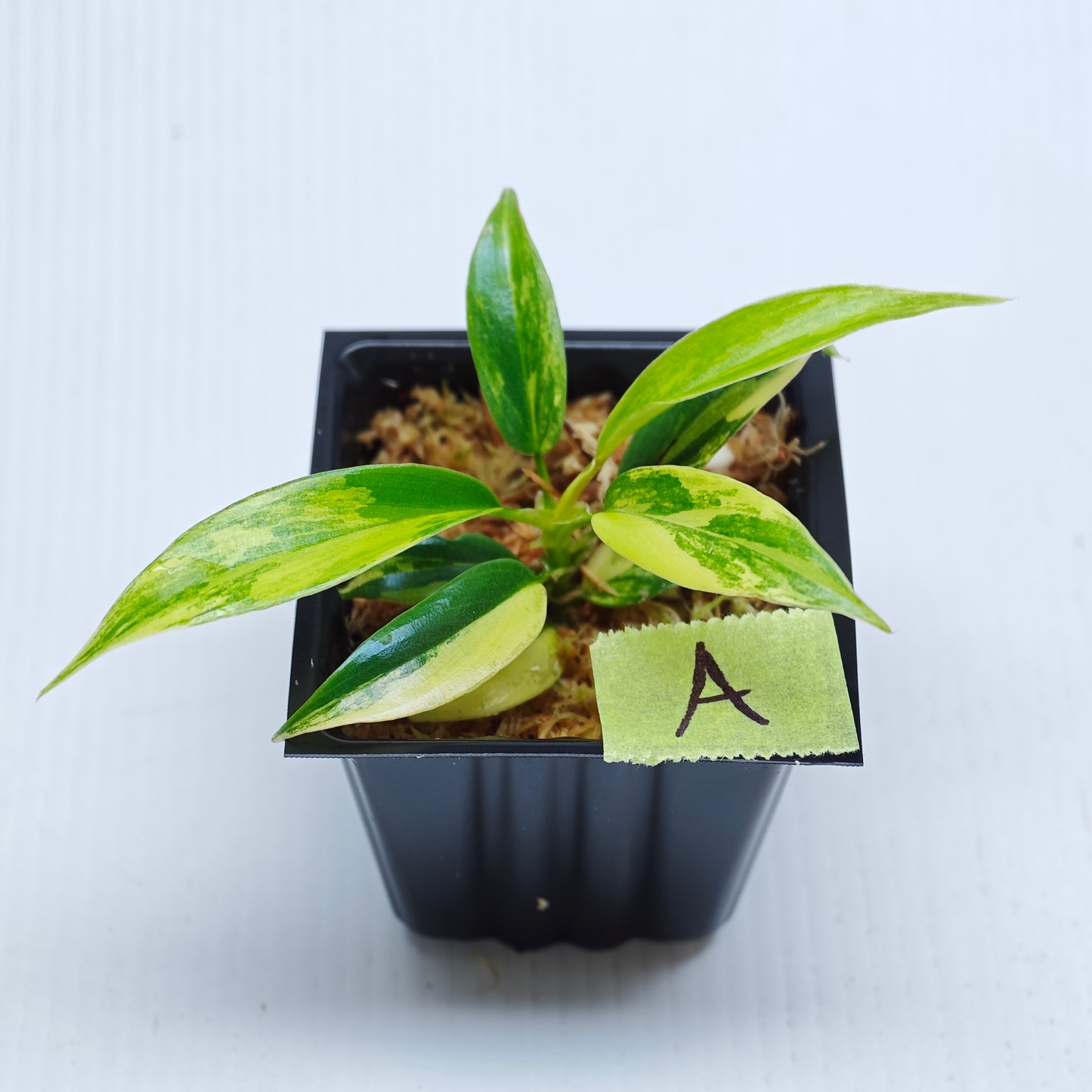 Philodendron Golden Dragon Aurea Variegated