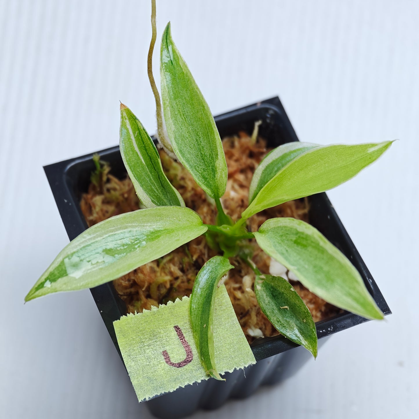 Philodendron longilobatum Albo Variegated