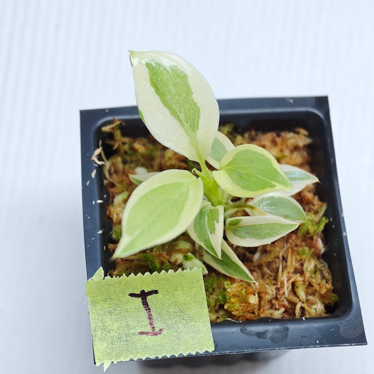 Philodendron longilobatum Albo Variegated