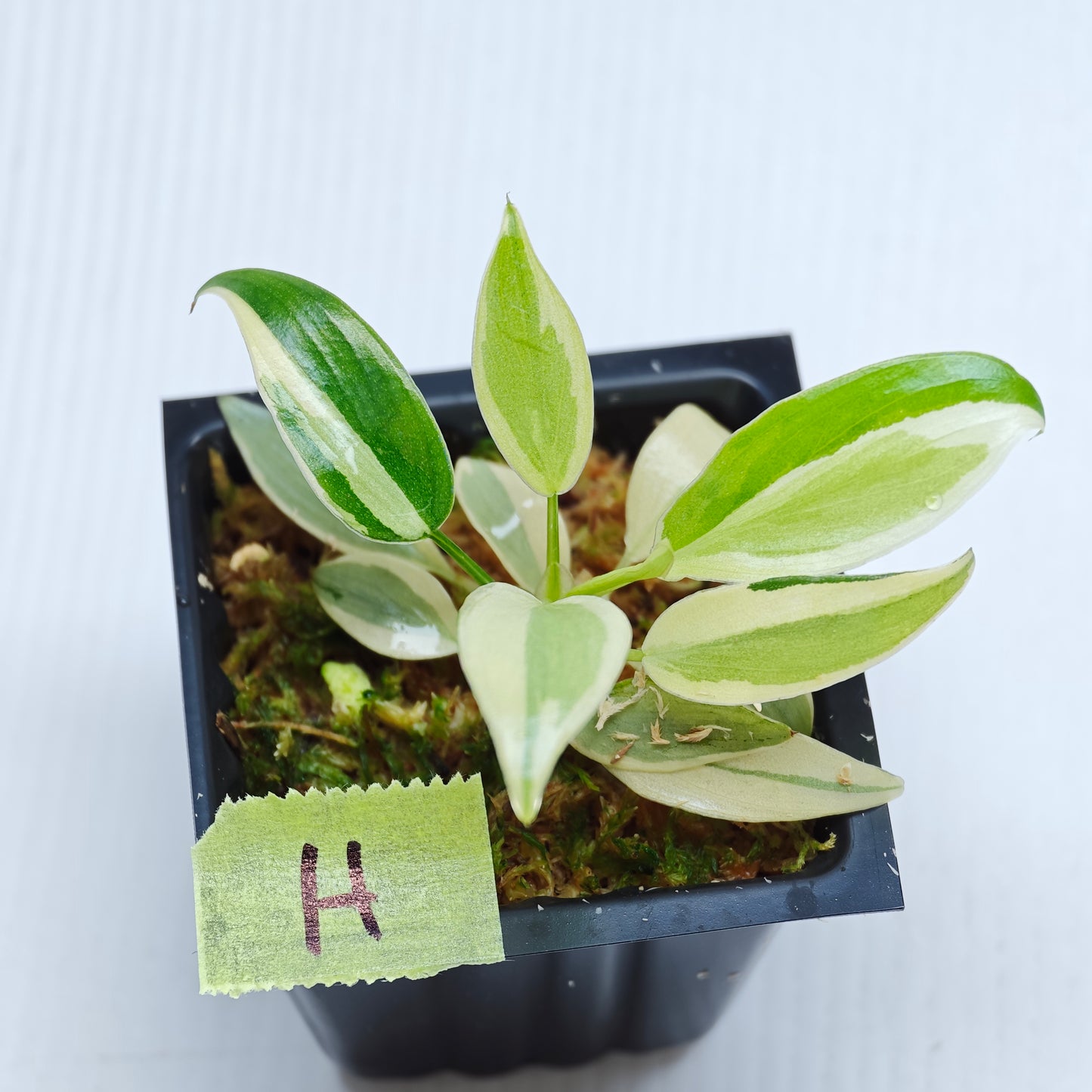 Philodendron longilobatum Albo Variegated