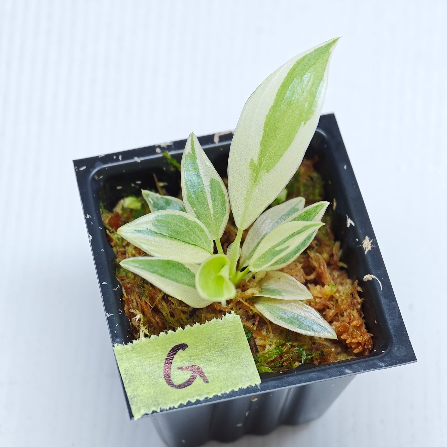 Philodendron longilobatum Albo Variegated