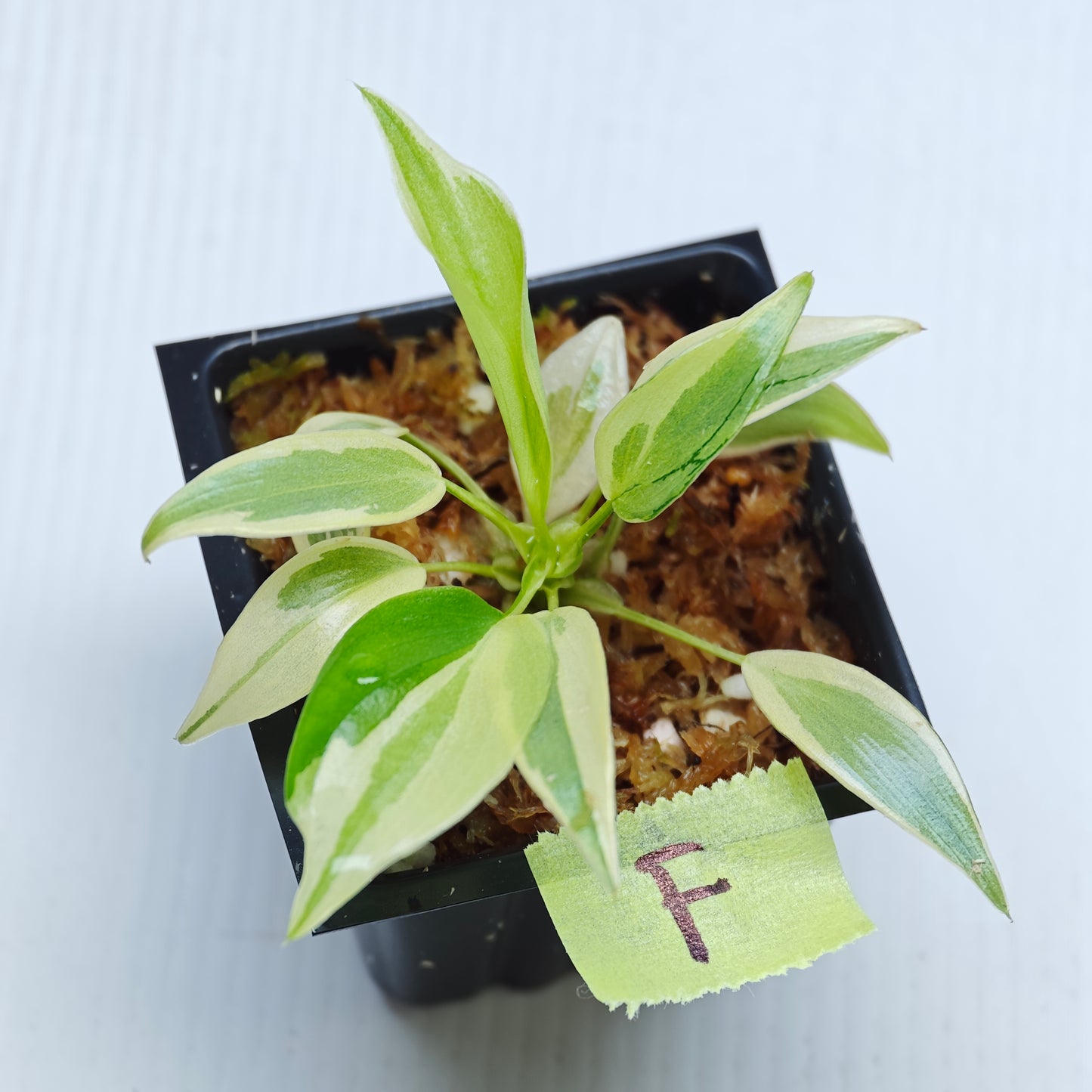 Philodendron longilobatum Albo Variegated