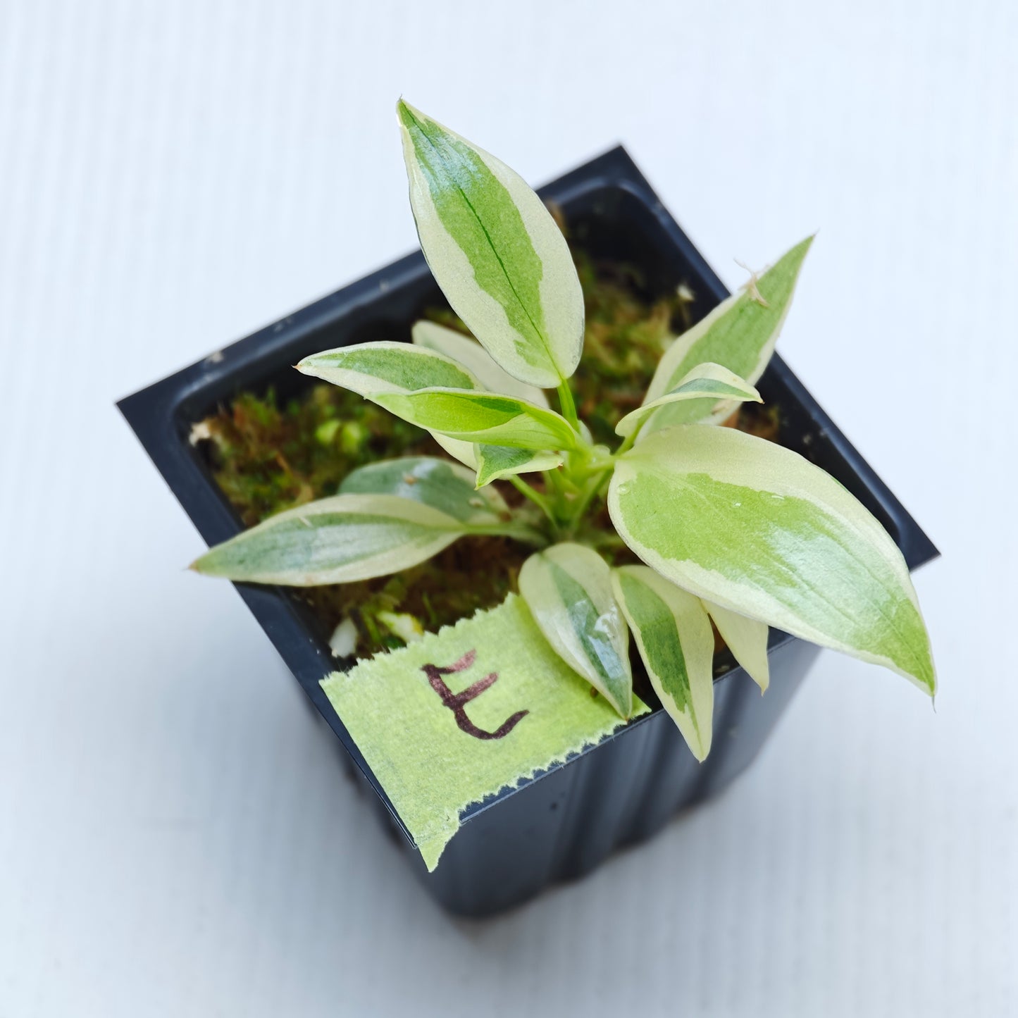 Philodendron longilobatum Albo Variegated