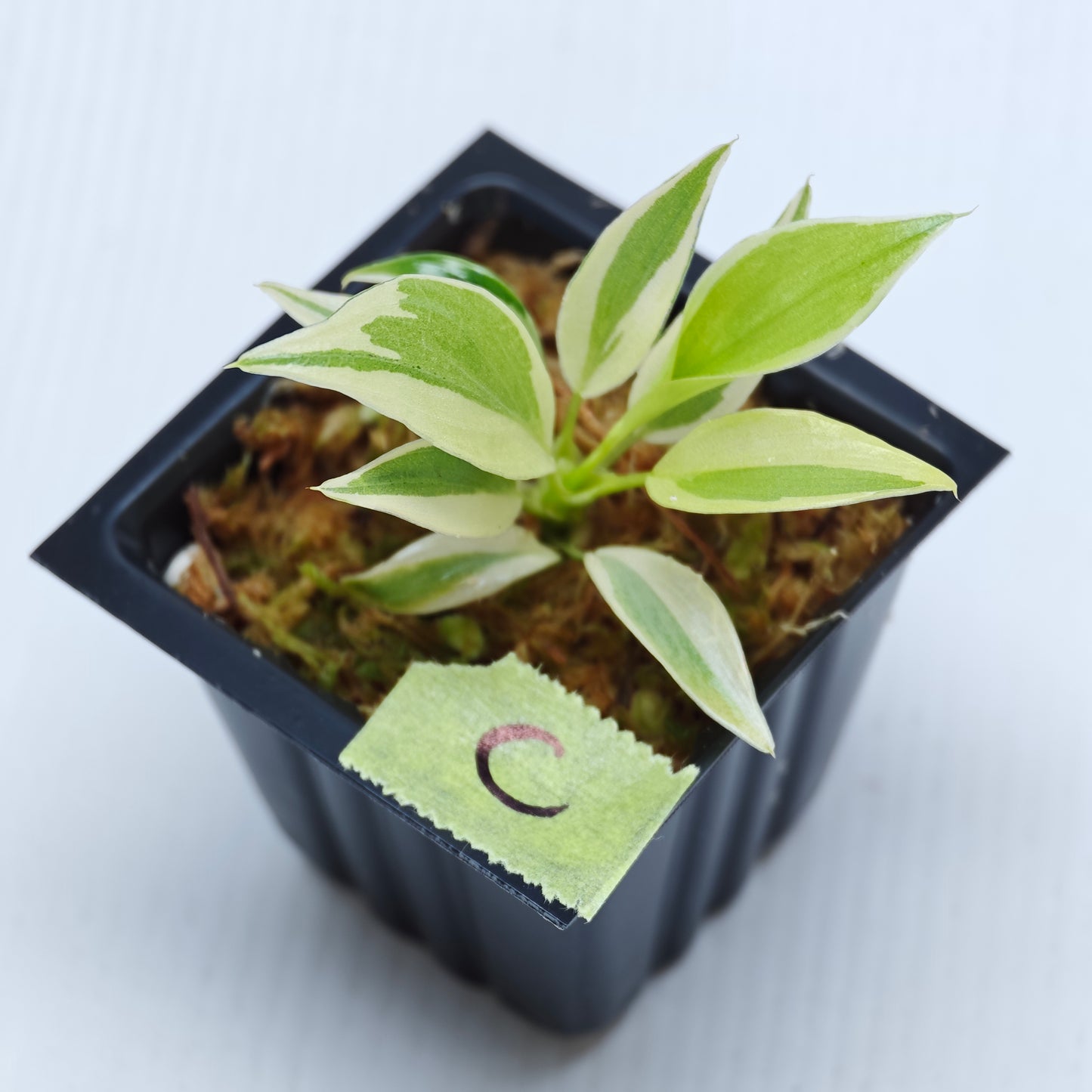 Philodendron longilobatum Albo Variegated