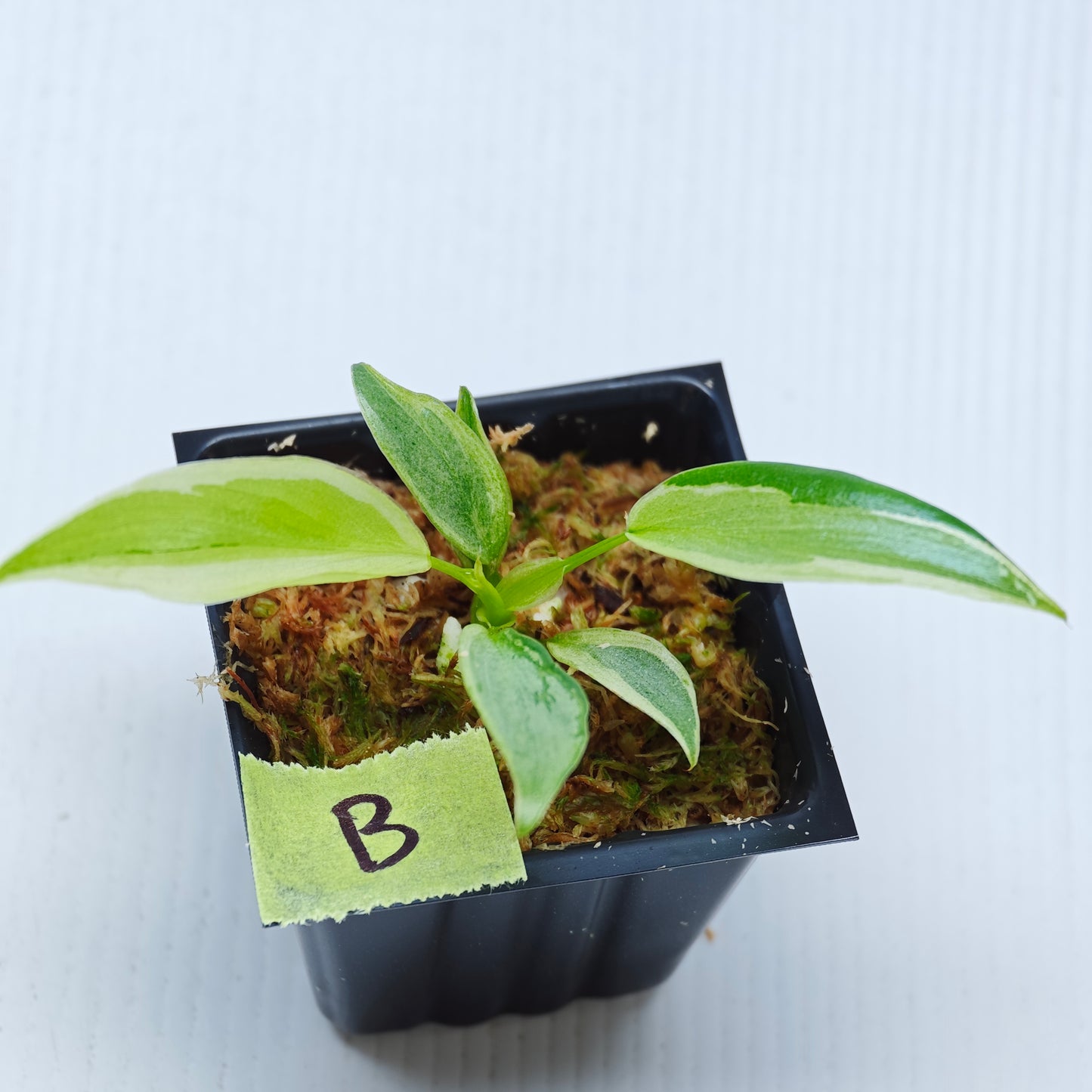 Philodendron longilobatum Albo Variegated