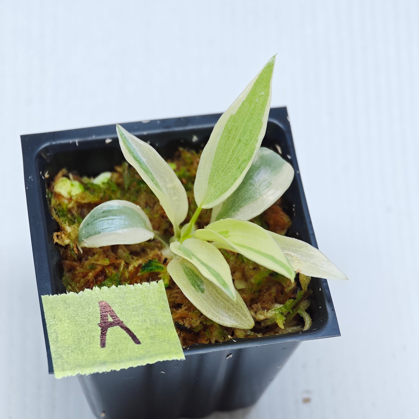 Philodendron longilobatum Albo Variegated