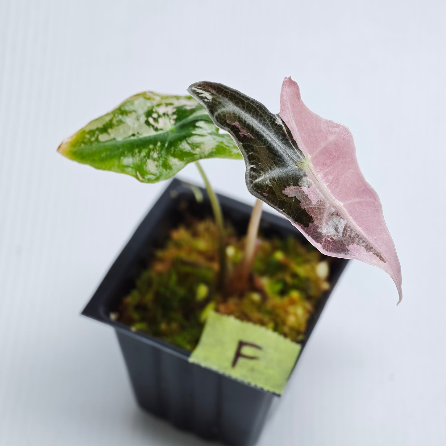 Alocasia sanderiana "Nobilis" Pink Variegated