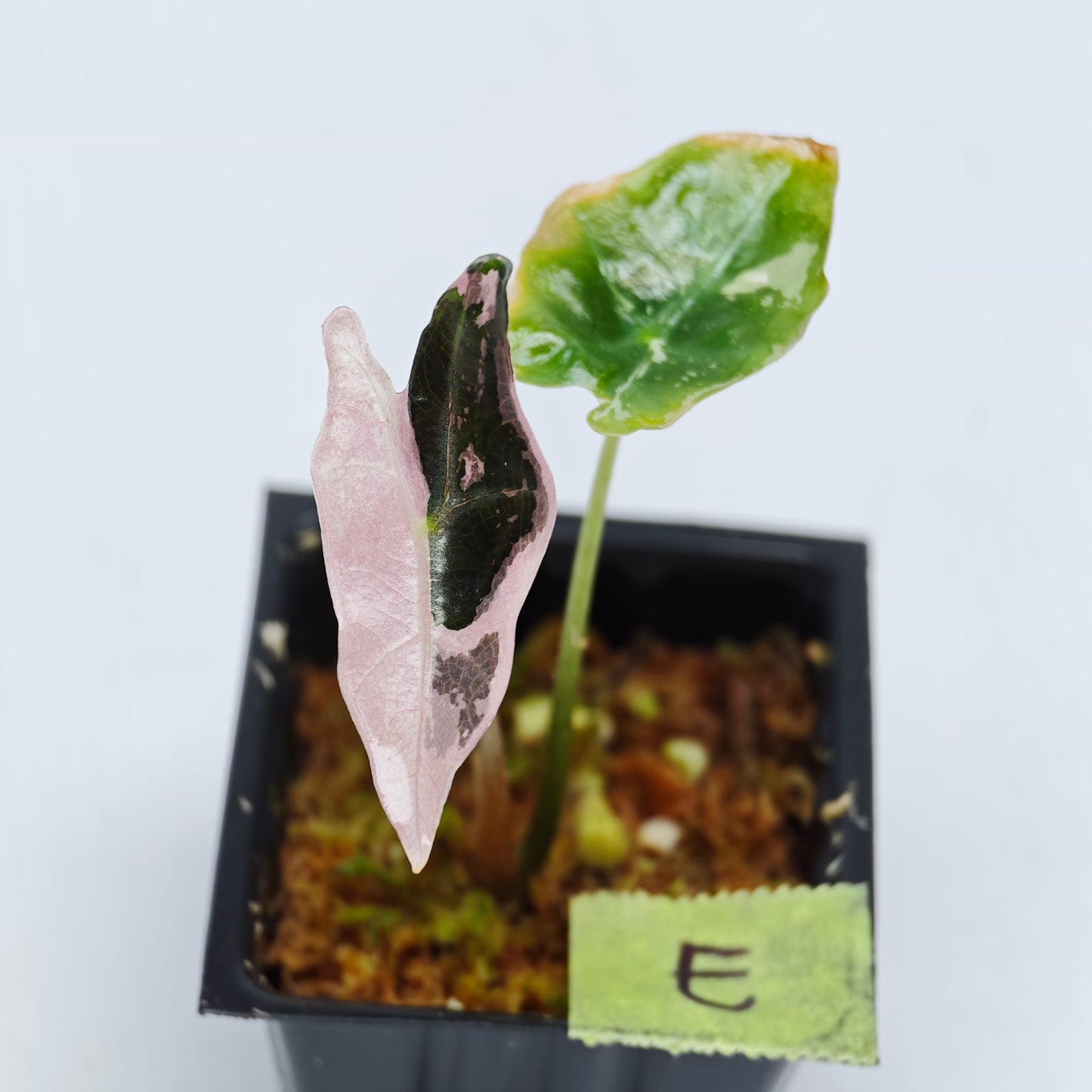 Alocasia sanderiana "Nobilis" Pink Variegated