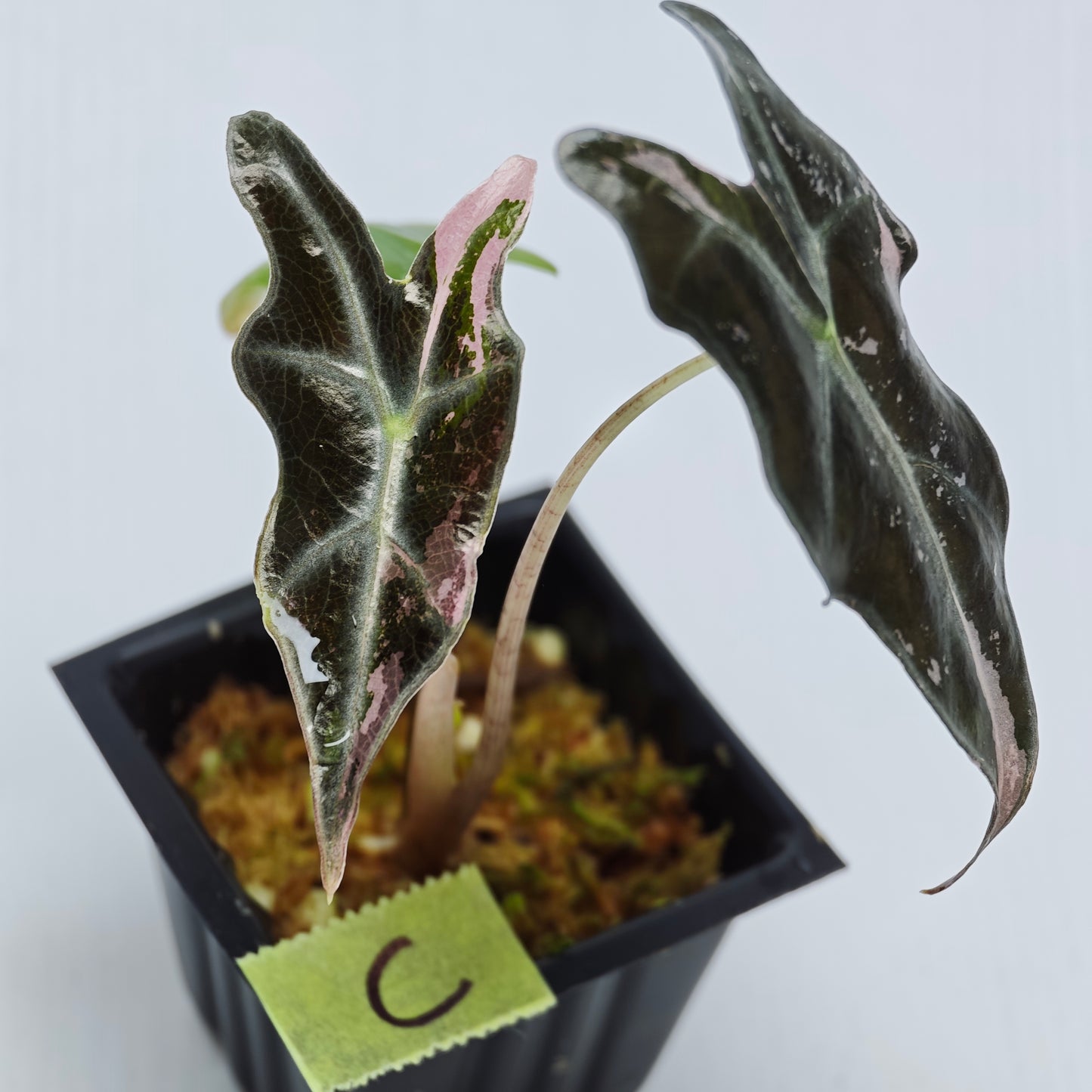 Alocasia sanderiana "Nobilis" Pink Variegated