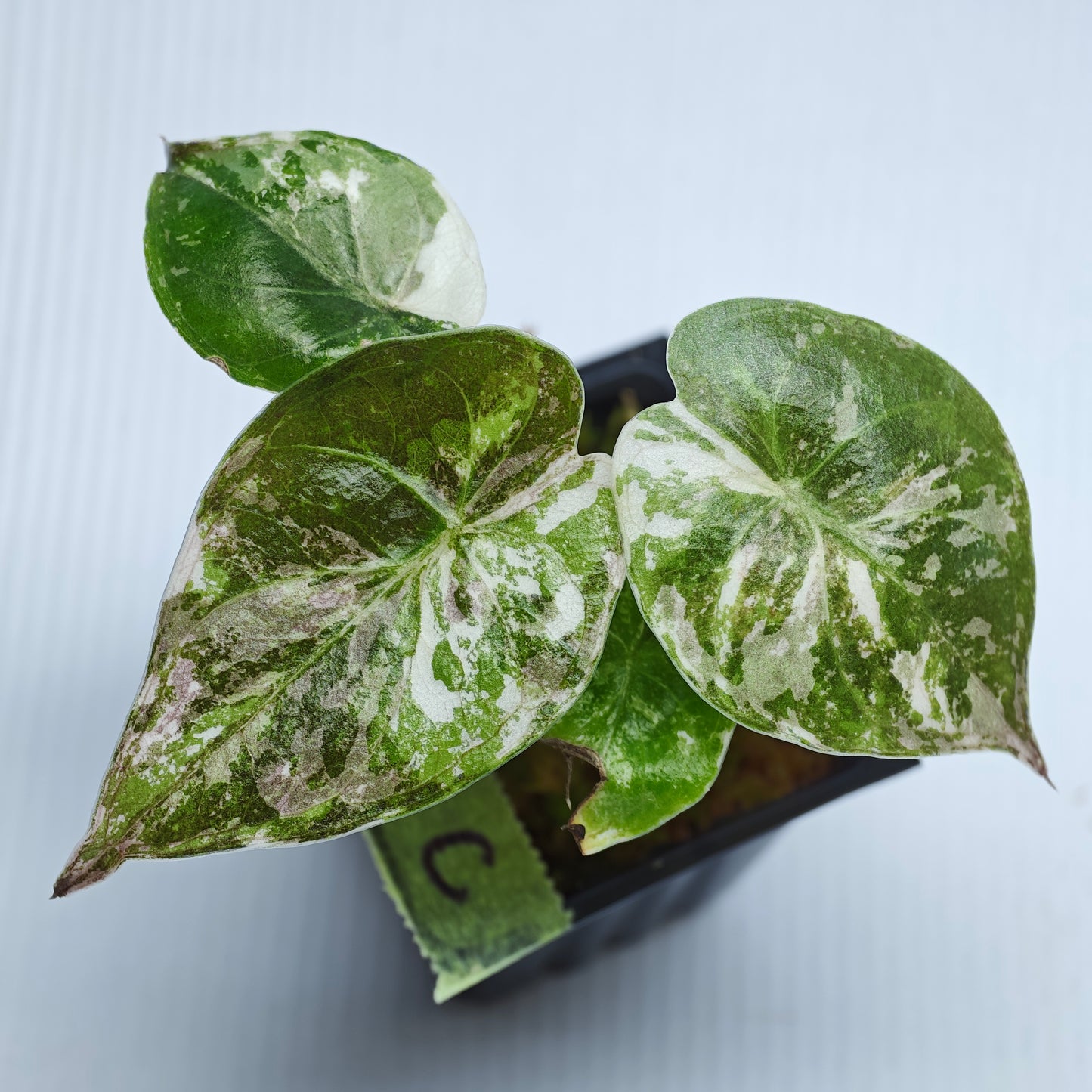 Alocasia wentii Albo/Pink Variegated