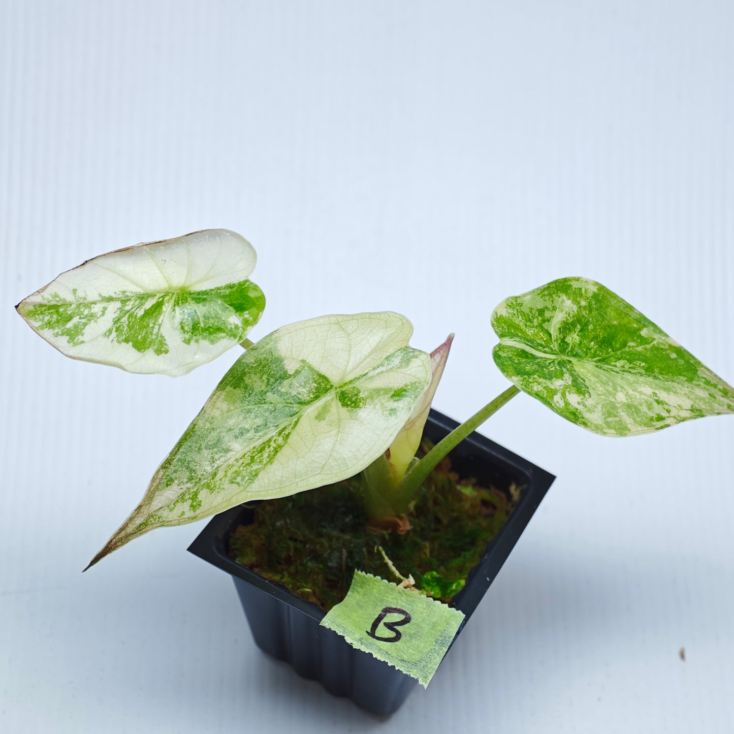 Alocasia wentii Albo/Pink Variegated