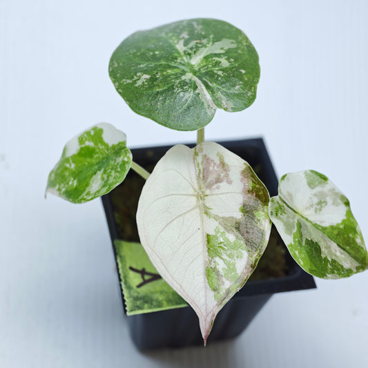 Alocasia wentii Albo/Pink Variegated