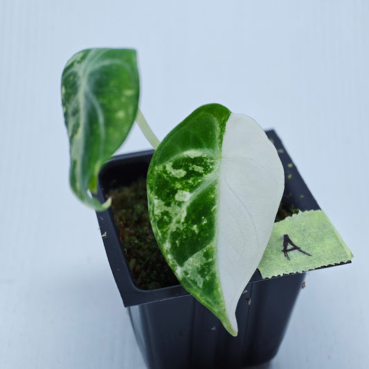 Alocasia Ninja Albo Variegated