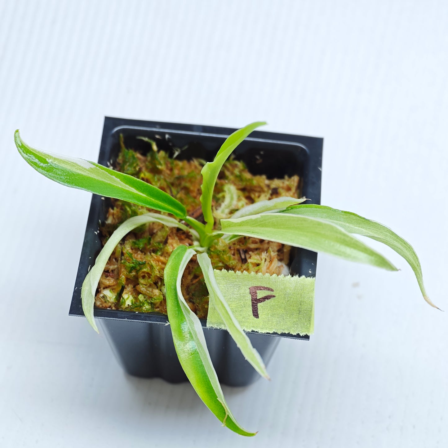 Philodendron tortum Albo Variegated