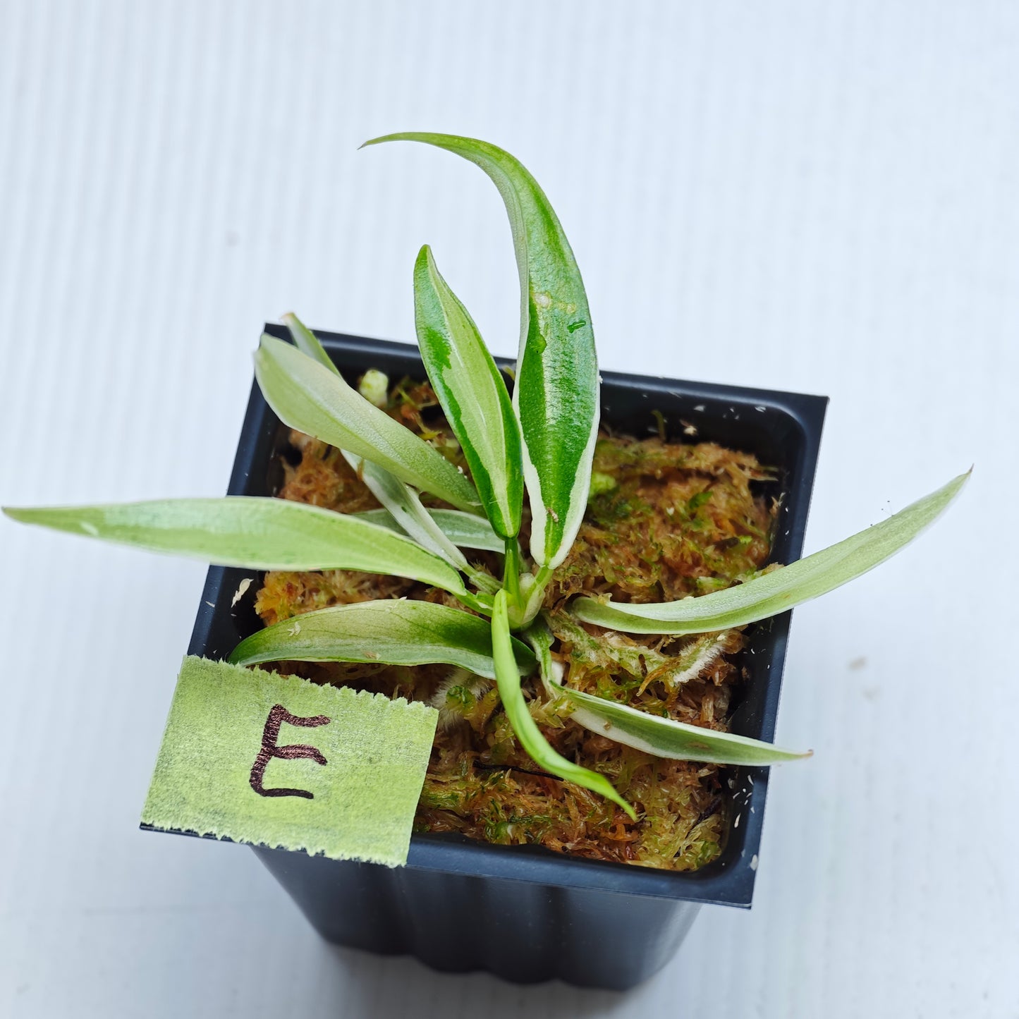 Philodendron tortum Albo Variegated