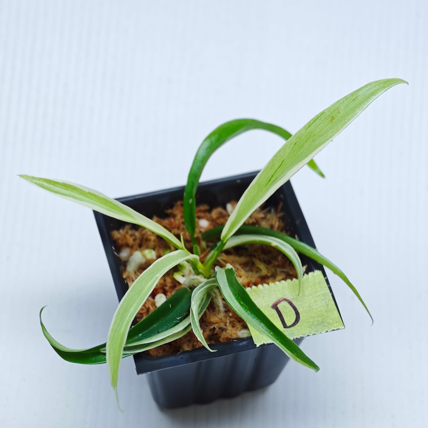 Philodendron tortum Albo Variegated