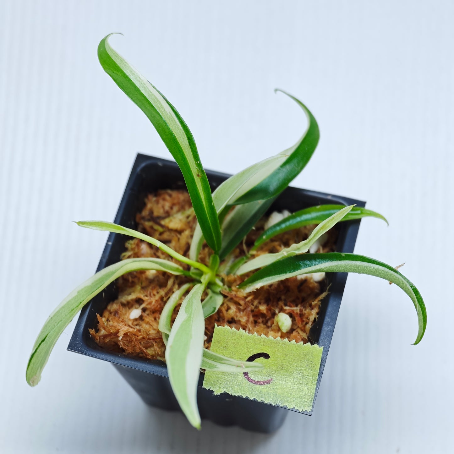 Philodendron tortum Albo Variegated