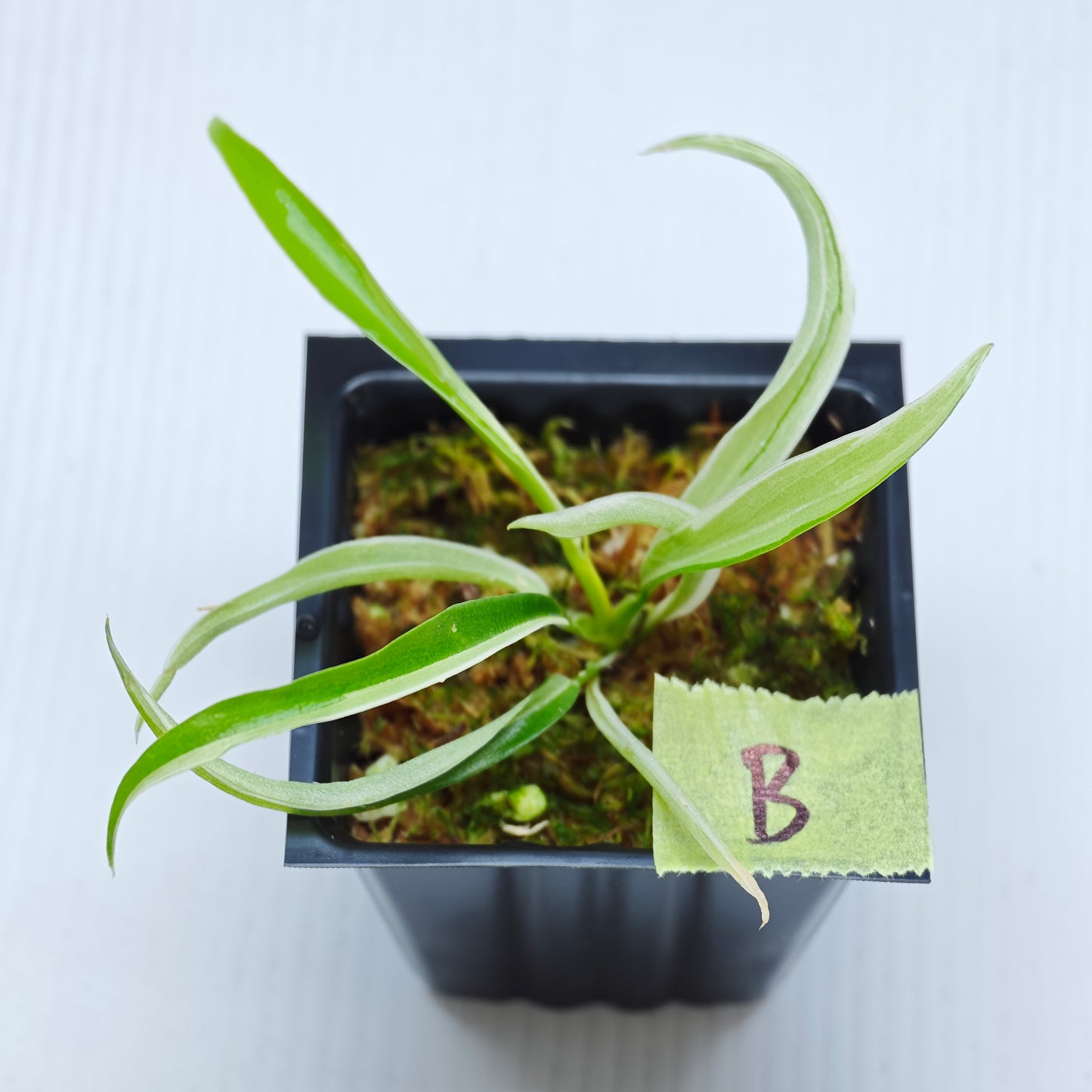 Philodendron tortum Albo Variegated