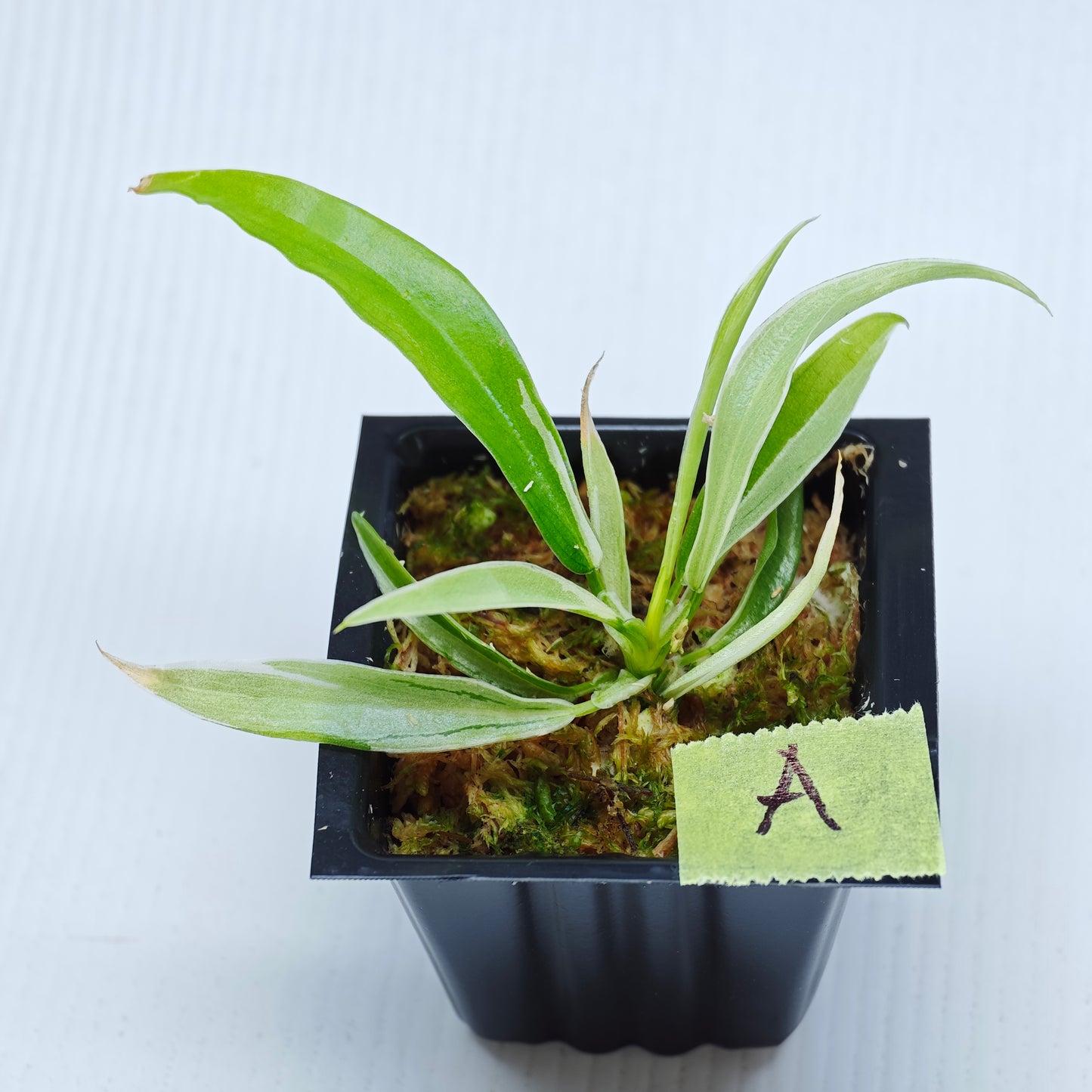 Philodendron tortum Albo Variegated
