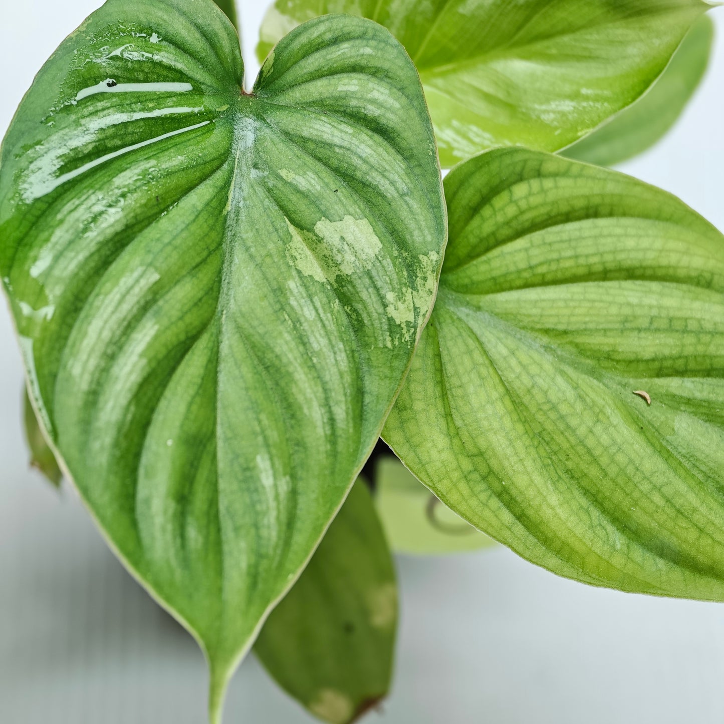 Philodendron plowmanii Variegated